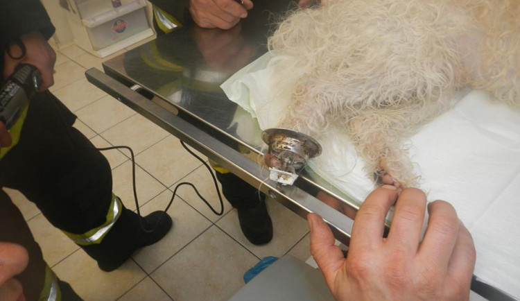 Uvíznutá tlapka psa v odtoku