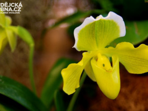 SOUTĚŽ: Tradiční výstava orchidejí po roce rozzáří DK Metropol