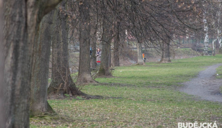 Stromy u Maláku mají novou naději