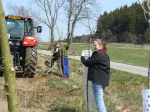 Jihočeši mají další alej. Švestky vyrostly v Dobrohošti