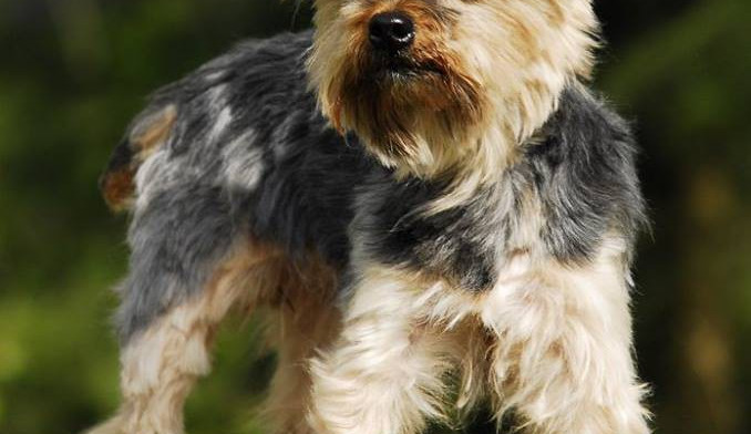 Jorkšírský teriér - fenka