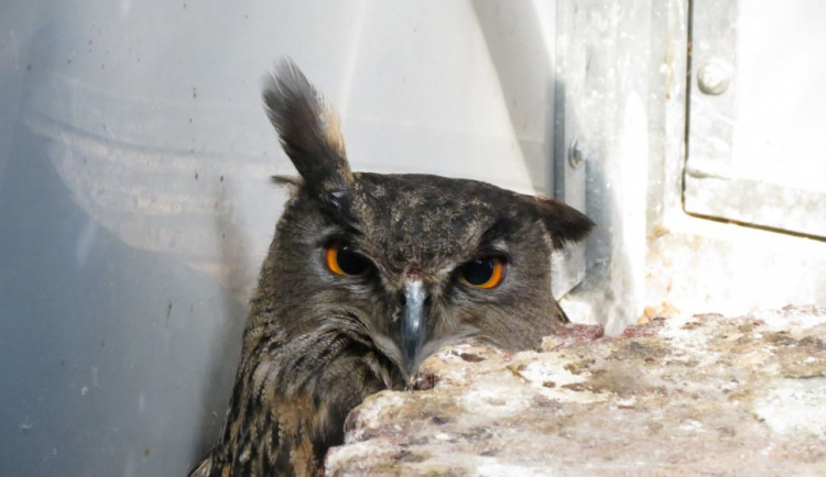 Sova v soví voliéře