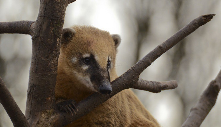 Pět malých nosálů se v ZOO Tábor těší na návštěvníky