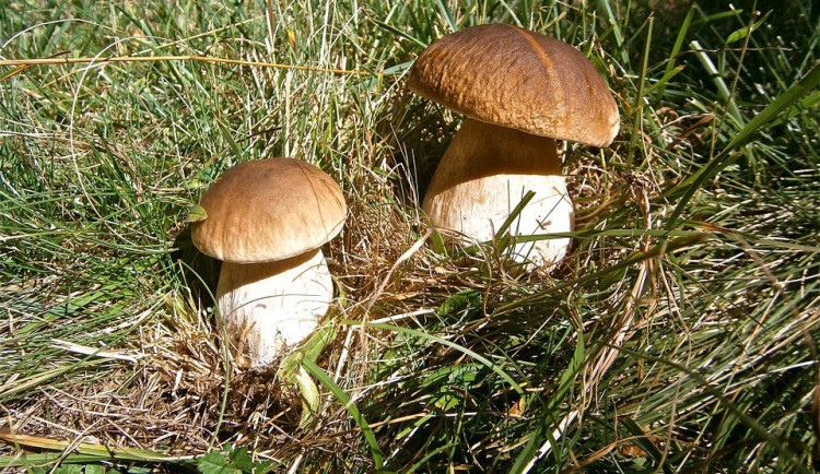Na Prachaticku začaly růst letní houby, dříve než obvykle