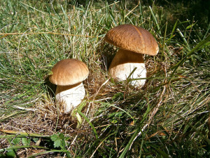 Na Prachaticku začaly růst letní houby, dříve než obvykle