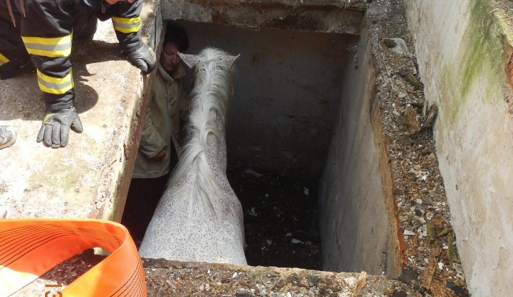 Kobyla po pádu do sklepa