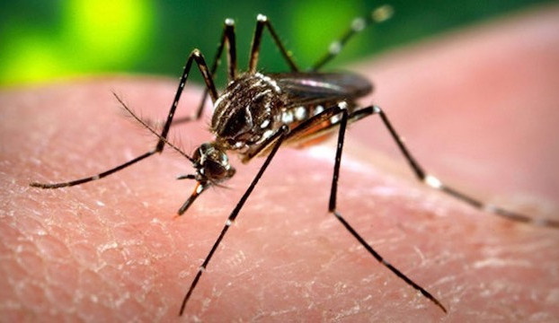 Vědci objevili skupinu látek s vysokým účinkem proti viru zika
