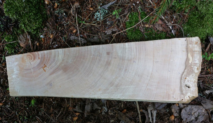 Výřez nejstaršího smrku 623 let