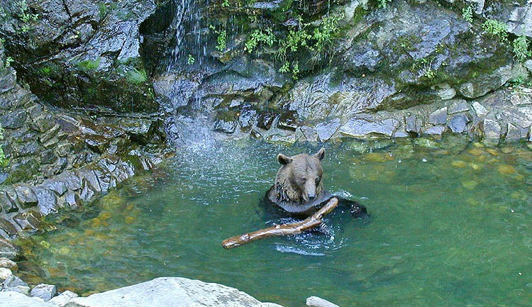 Medvěd Petr Vok odešel do věčných lovišť, dožil se 31 let