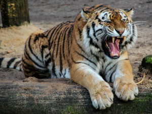 Tygr Rocky v ZOO Tábor oslaví svůj den s návštěvníky