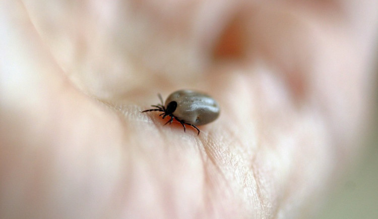 Počet případů klíšťové encefalitidy narůstá, je dvojnásobný než v loňském roce