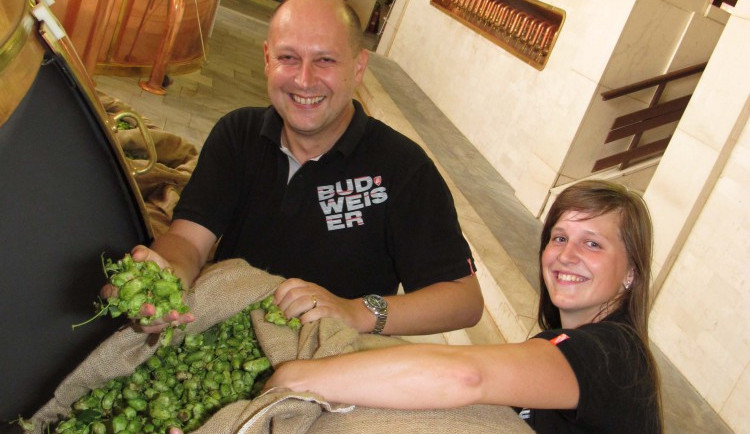 Sypání chmele do várky