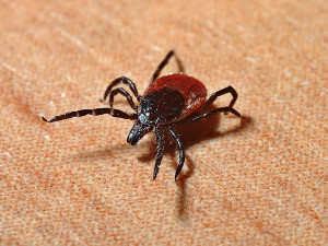 Případů klíšťové encefalitidy na jihu Čech přibývá, varují hygienici