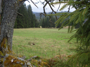 louka u Dolního Cazova, kde v noci 13.9.1950 byl smrtelně postřelen Bohumil Hasil