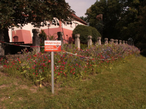 Třináct druhů motýlů se rok nastěhovalo do temelínské motýlí louky