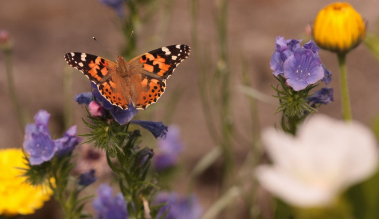 Temelín si oblíbil i jeden z největších českých motýlů Bobočka bodláková