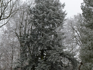 Tis červený u planetária