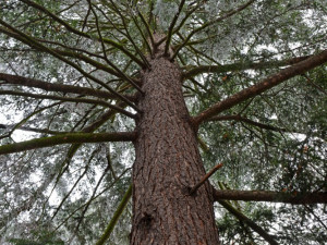 Tis červený u planetária