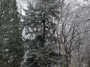 Tis červený u planetária