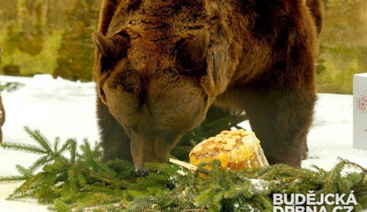 Lidé v Českém Krumlově se přišli podívat na tradiční krmení medvědů