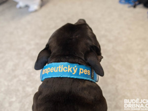 Canisterapie v Nemocnici České Budějovice