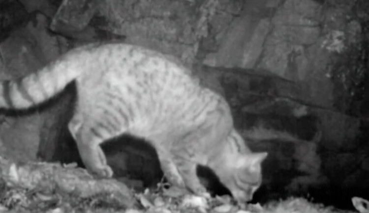 VIDEO: Na Šumavě se objevila šelma připomínající kočku divokou