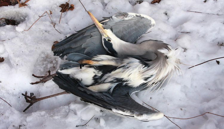 Veterináři utratili ptačí chřipkou zasažený chov na Táborsku