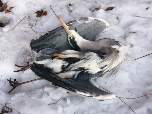 Veterináři utratili ptačí chřipkou zasažený chov na Táborsku