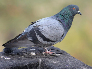 Druhý případ ptačí chřipky. Veterináři objevili nákazu na Strakonicku