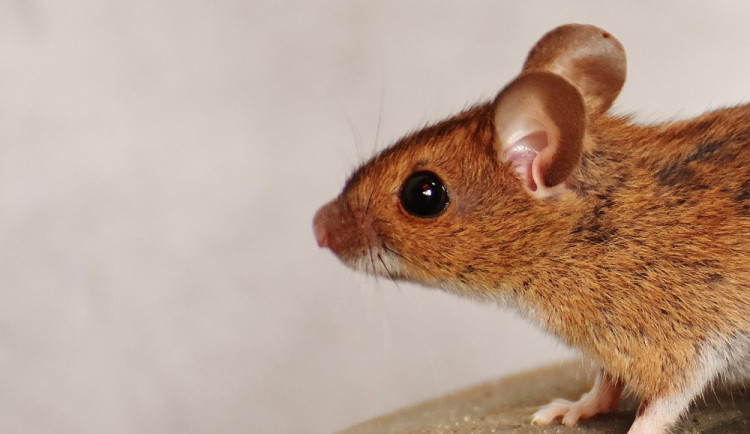 DRBNA VĚDÁTORKA: Vědci umí z mírumilovné myši udělat smrtícího lovce
