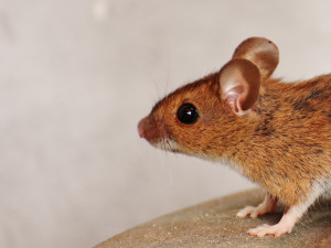 DRBNA VĚDÁTORKA: Vědci umí z mírumilovné myši udělat smrtícího lovce