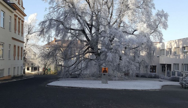 Fotografie lípy, která získala zvláštní ocenění