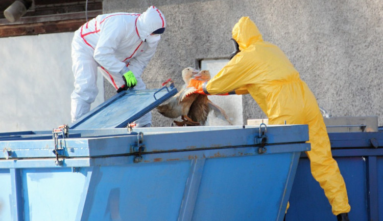 Utrácení kachen na farmě v Řitovízi