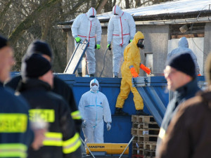 V Blatné veterináři utratili kachny z chovu zasaženého chřipkou