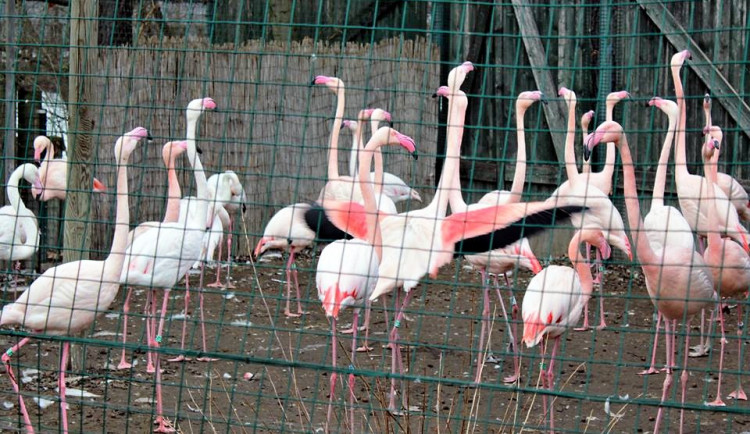 Zoo Ohrada v Hluboké nad Vltavou.
