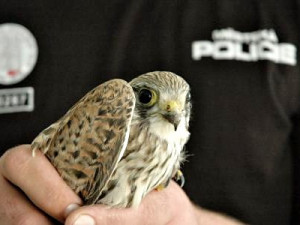 Strážníci odchytávají rozmanitá zvířata, na snímku je poštolka.