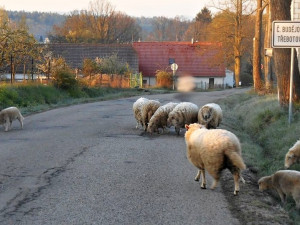 ovce Třebotovice (2) (002)
