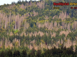 Firma na Českokrumlovsku bez povolení kácela lesy, nyní zaplatí tučnou pokutu