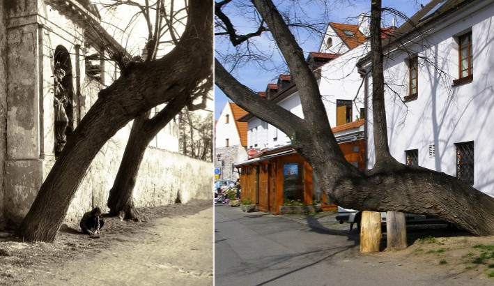 vlevo lípy u slepého ramene v roce 1955, vpravo dnes.