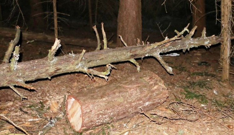 Kácení stromů v lese na Novohradsku skončilo tragicky. Strom tam padl na muže, ten zemřel