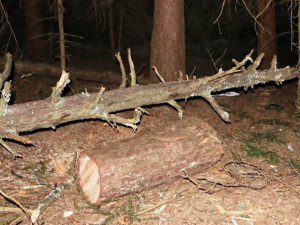 Kácení stromů v lese na Novohradsku skončilo tragicky. Strom tam padl na muže, ten zemřel