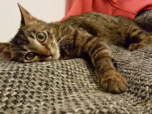 KOČIČÍ OKÉNKO: Lenoši i energičtí kočičí jedinci čekají v budějckých přechodných domovech