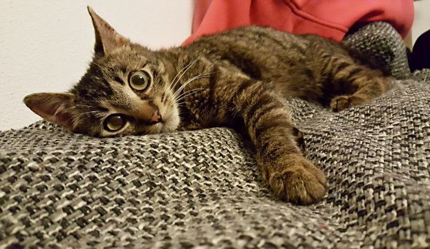 Kočky České Budějovice