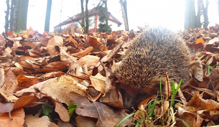 Přítomnost ježků je signálem blížícího se jara.
