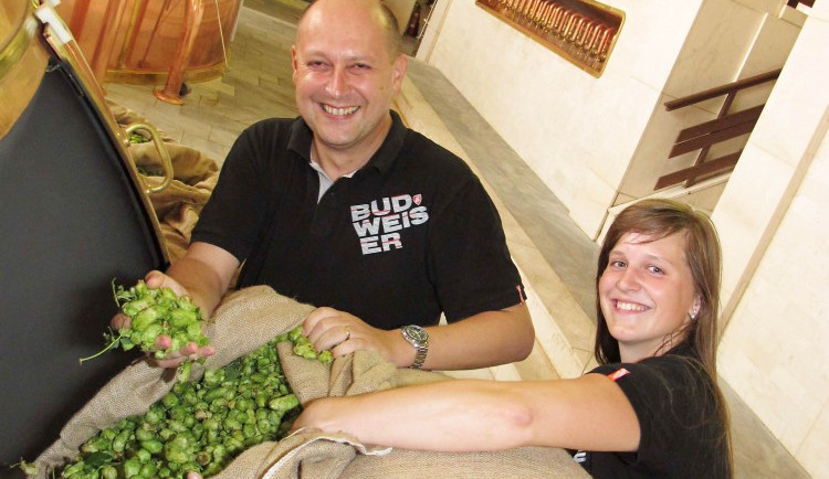 Sypání chmele do várky.