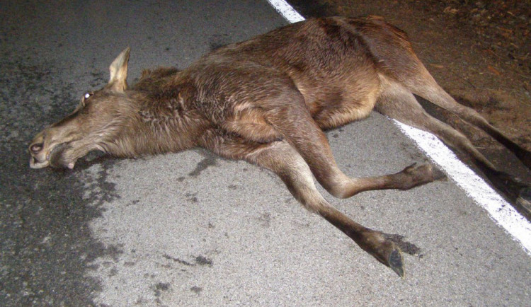 Sražený los evropský