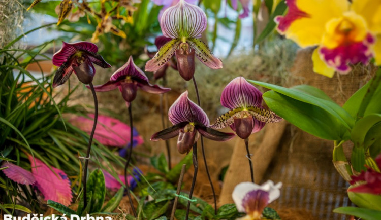 SOUTĚŽ: Metropol opět provoní orchideje. A výstavu zpestří živé exponáty