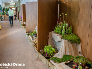 Výstava orchidejí v Metropolu v Českých Budějovicích.