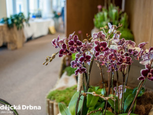 Výstava orchidejí v Metropolu v Českých Budějovicích.