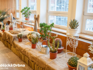 Výstava orchidejí v Metropolu v Českých Budějovicích.